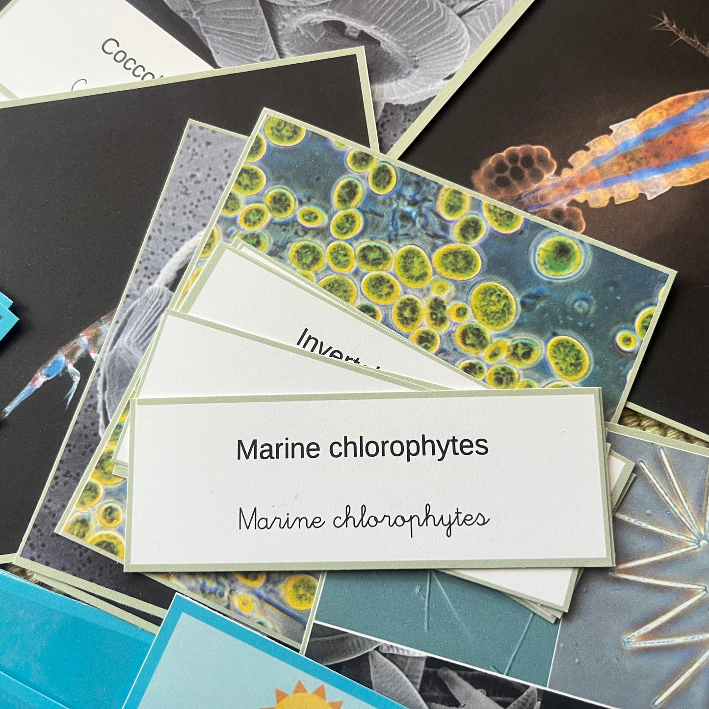 Your Perfectly Planned Ocean Afternoon: Spring Phytoplankton Bloom