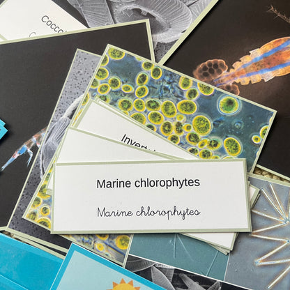 Your Perfectly Planned Ocean Afternoon: Spring Phytoplankton Bloom