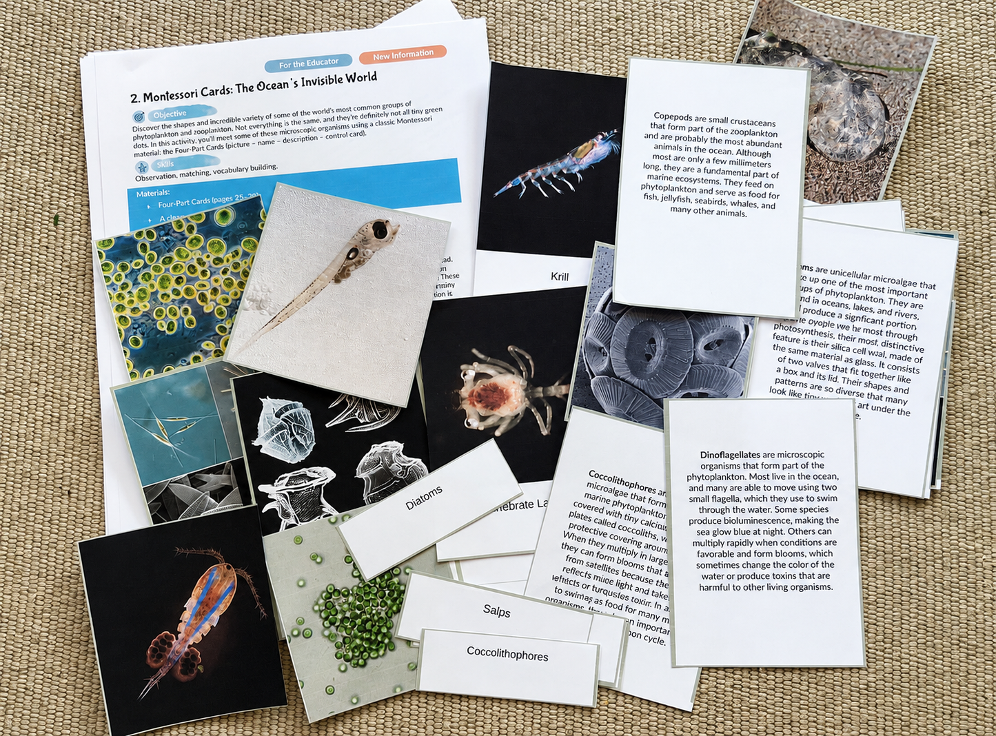 Your Perfectly Planned Ocean Activity: Spring Phytoplankton Bloom Ages 9-14