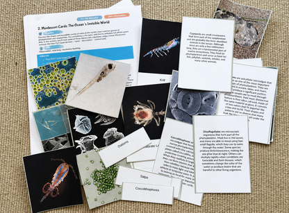 Your Perfectly Planned Ocean Activity: Spring Phytoplankton Bloom Ages 9-14