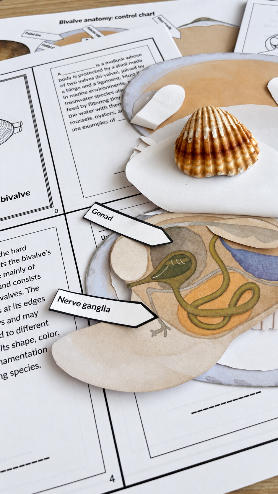 Paper Clam Dissection Model