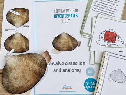 Paper Clam Dissection Model