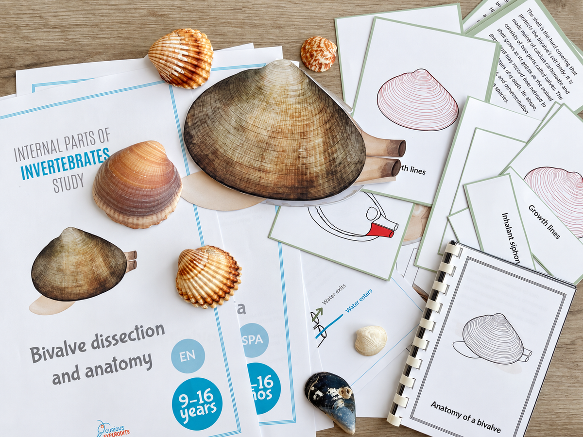 Paper Clam Dissection Model