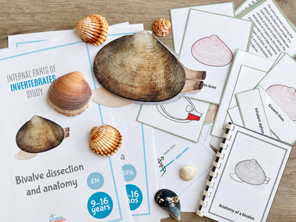 Paper Clam Dissection Model