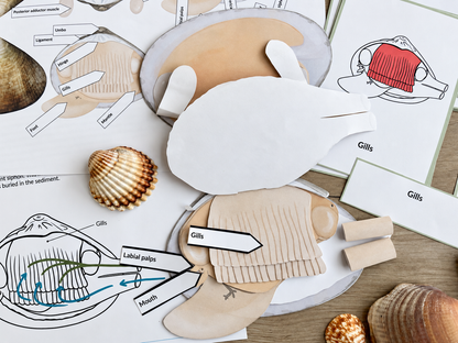 Paper Clam Dissection Model