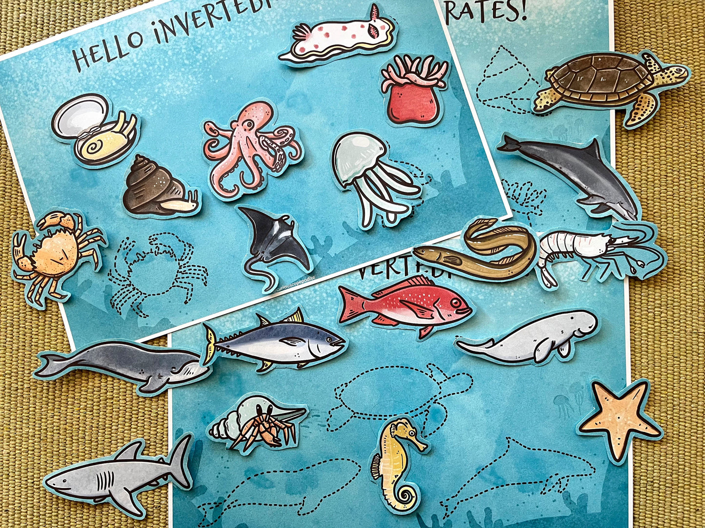 Marine Vertebrates vs. Invertebrates: Sorting Game