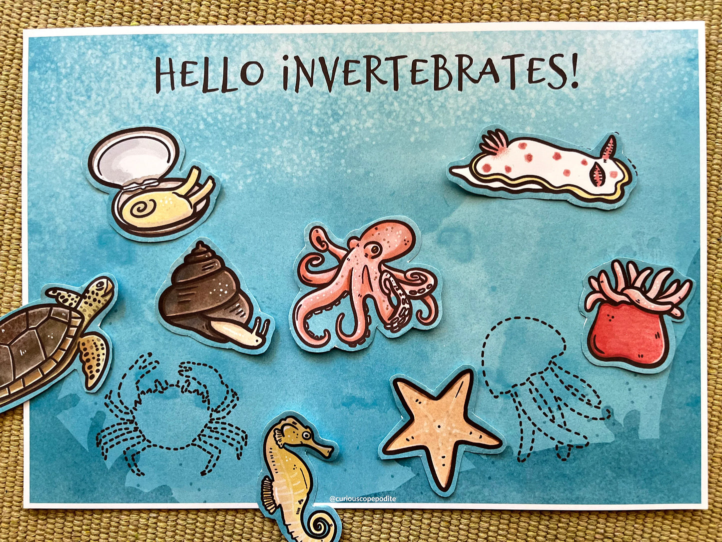 Marine Vertebrates vs. Invertebrates: Sorting Game