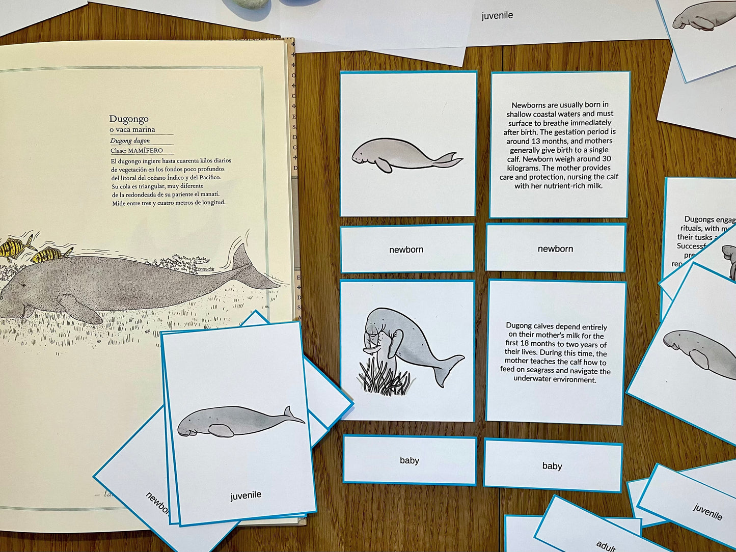 Dugong Life Cycle Bilingual Study