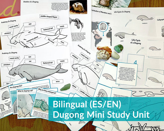 Dugong Life Cycle Bilingual Study