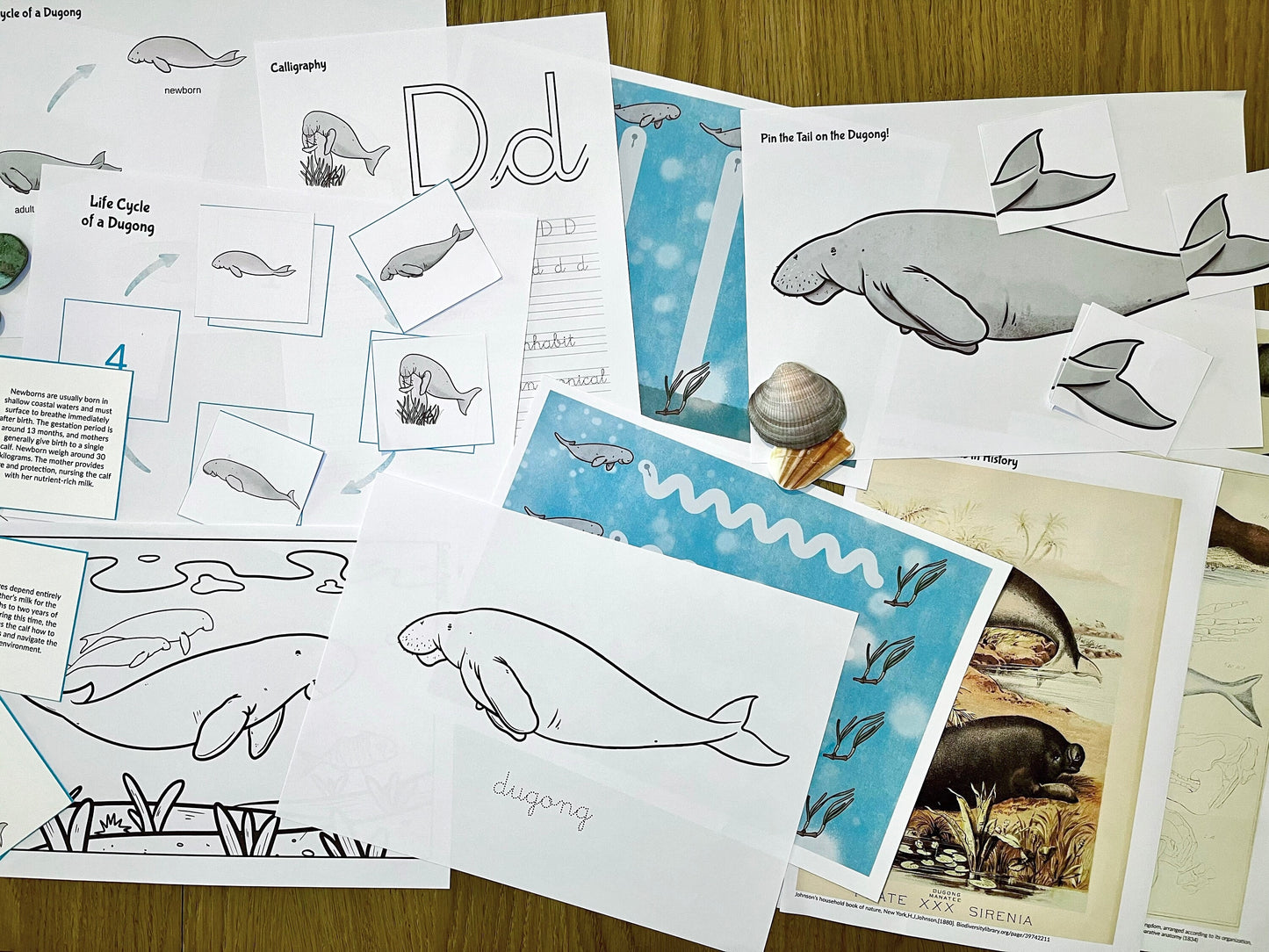Dugong Life Cycle Bilingual Study