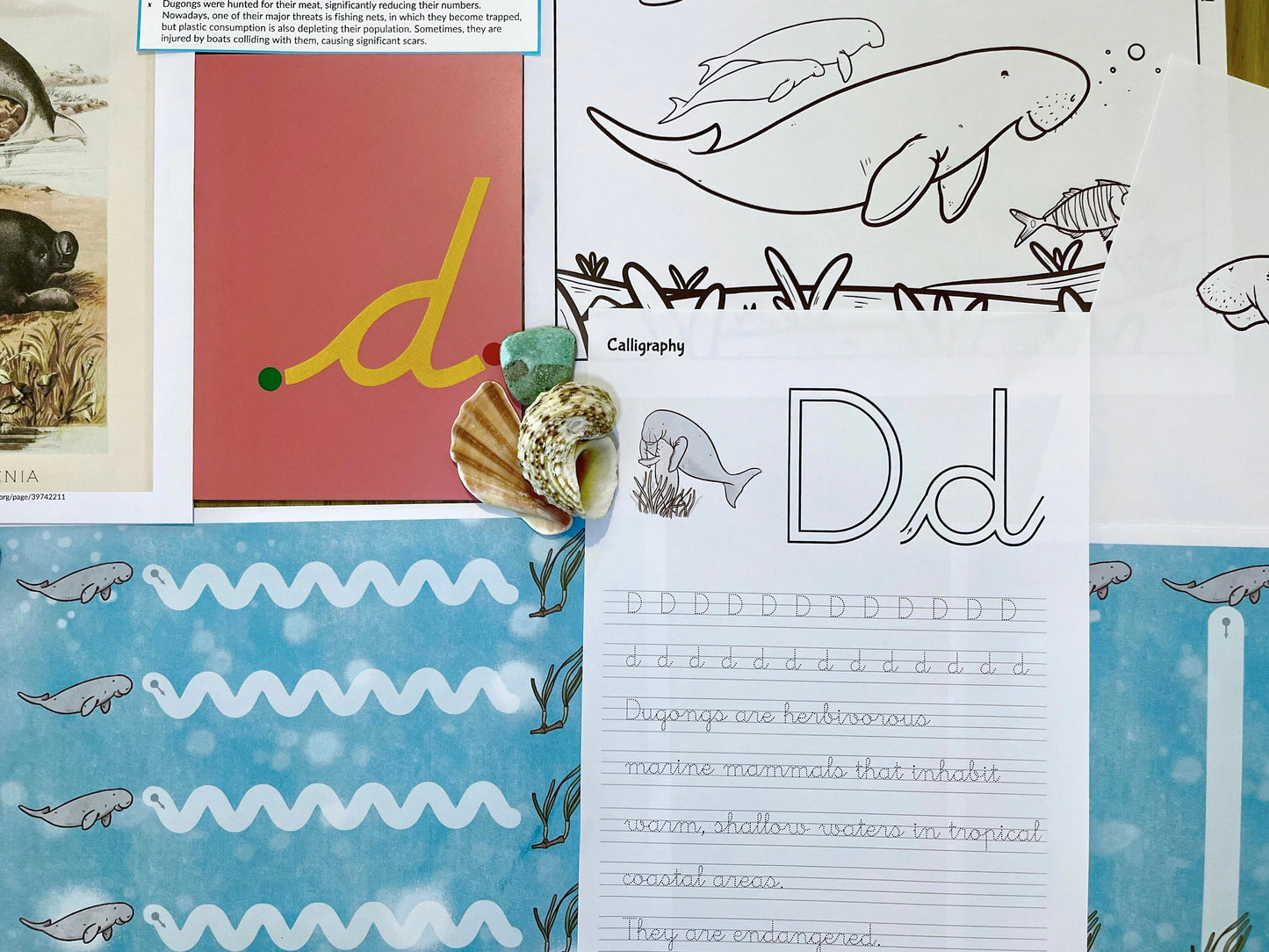 Dugong Life Cycle Bilingual Study