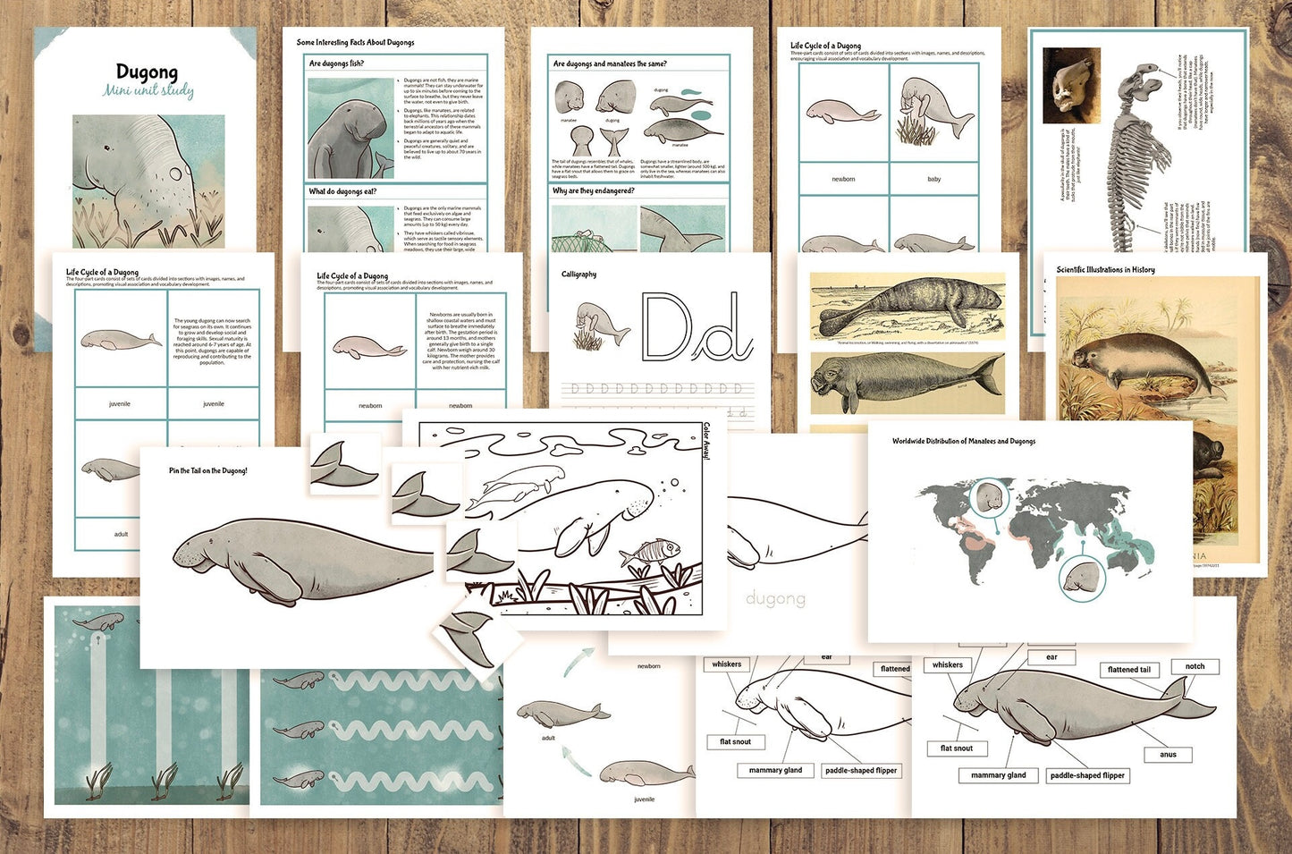 Dugong Life Cycle Bilingual Study
