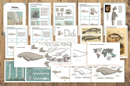 Dugong Life Cycle Bilingual Study