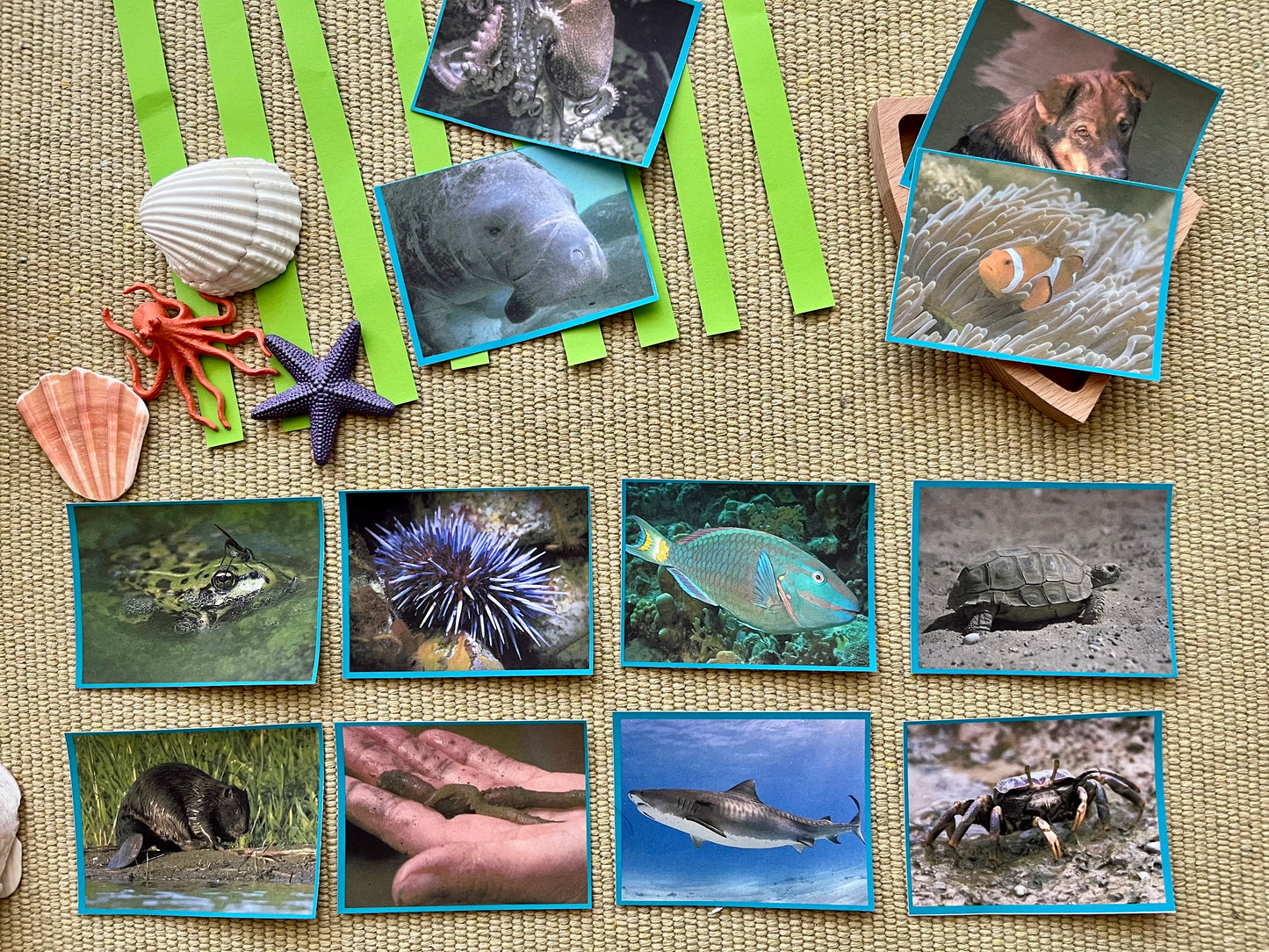 Perfectly Planned Kid´s Afternoon: Seagrass Study