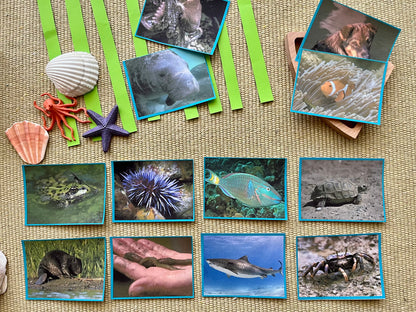 Perfectly Planned Kid´s Afternoon: Seagrass Study