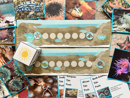 Perfectly Planned Kid´s Afternoon: Tidal pools