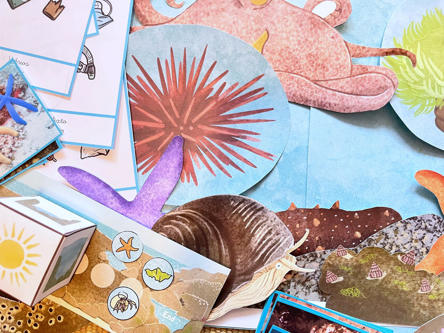 Perfectly Planned Kid´s Afternoon: Tidal pools